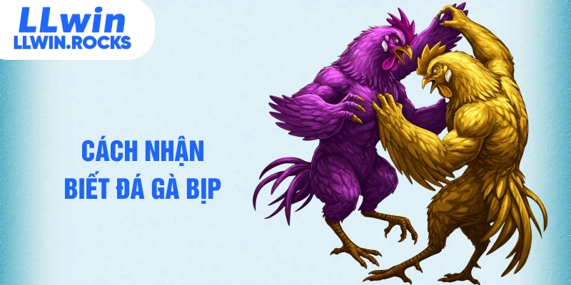 Đá Gà Bịp Là Gì - Cách Nhận Biết Chuẩn Cho Tân Binh - xo79
