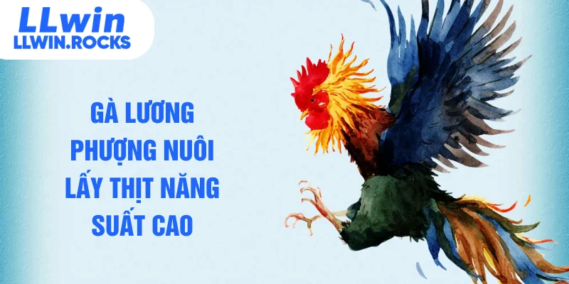 Gà Lương Phượng – Giống Gà Tiềm Năng Mang Lại Lợi Ích Lớn - xo79
