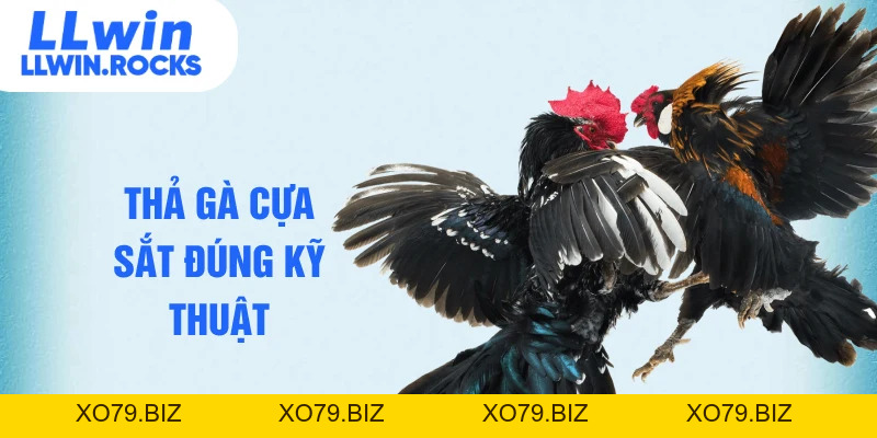 Cách Thả Gà Đá Cựa Sắt Giúp Chiến Kê Làm Chủ Thế Trận - xo79